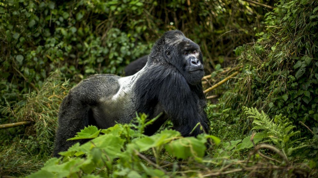 Gorilla Trekking Adventure in Rwanda