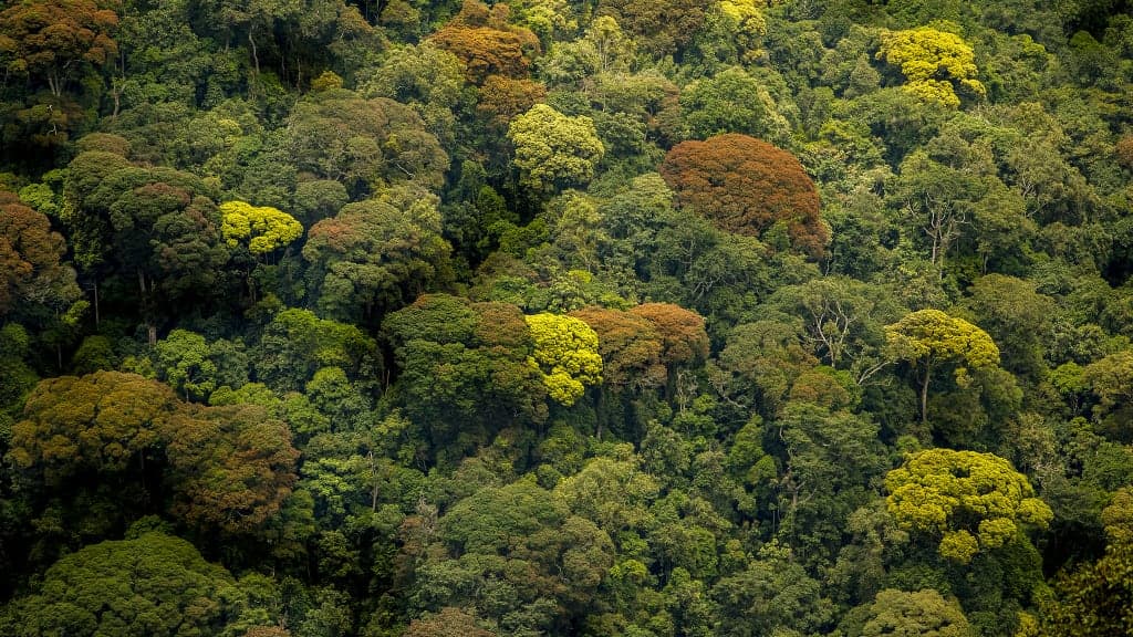 Nyungwe National Park Adventure: Zipline, Chimpanzees, Waterfalls & Canopy Walk