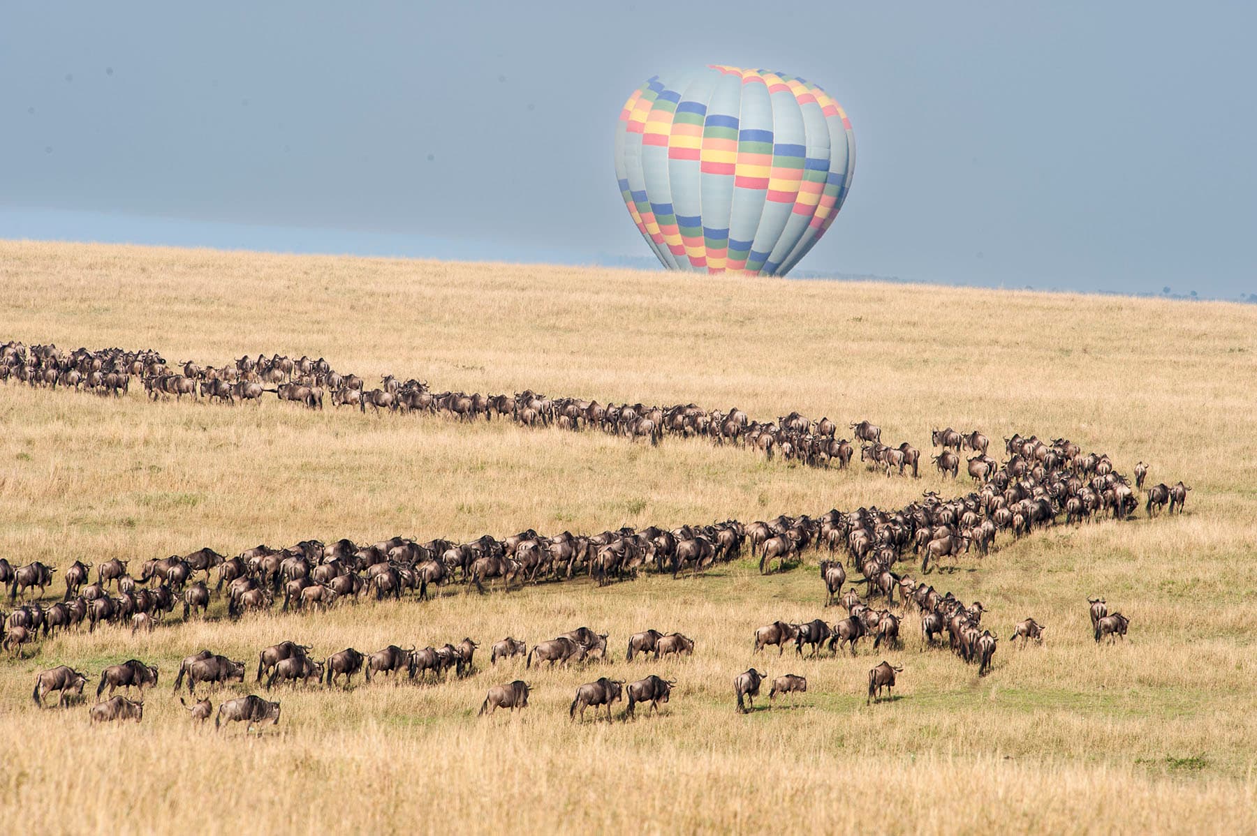 The Great Migration , Gorilla Encounter & Golden Monkey Encounter: 12-Day Luxury Safari